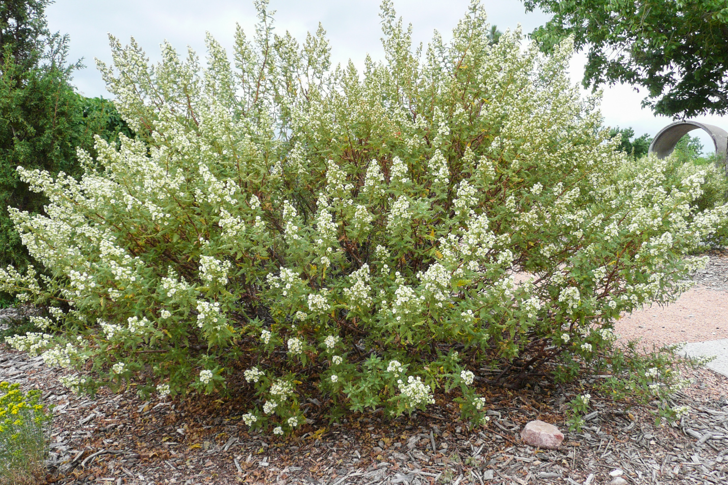 Fernbush